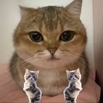 Talkingpets Coupons and Promo Code