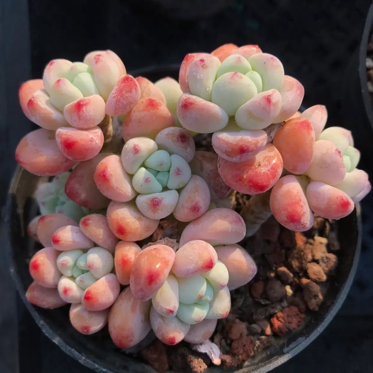 Hi Succulents Coupons and Promo Code