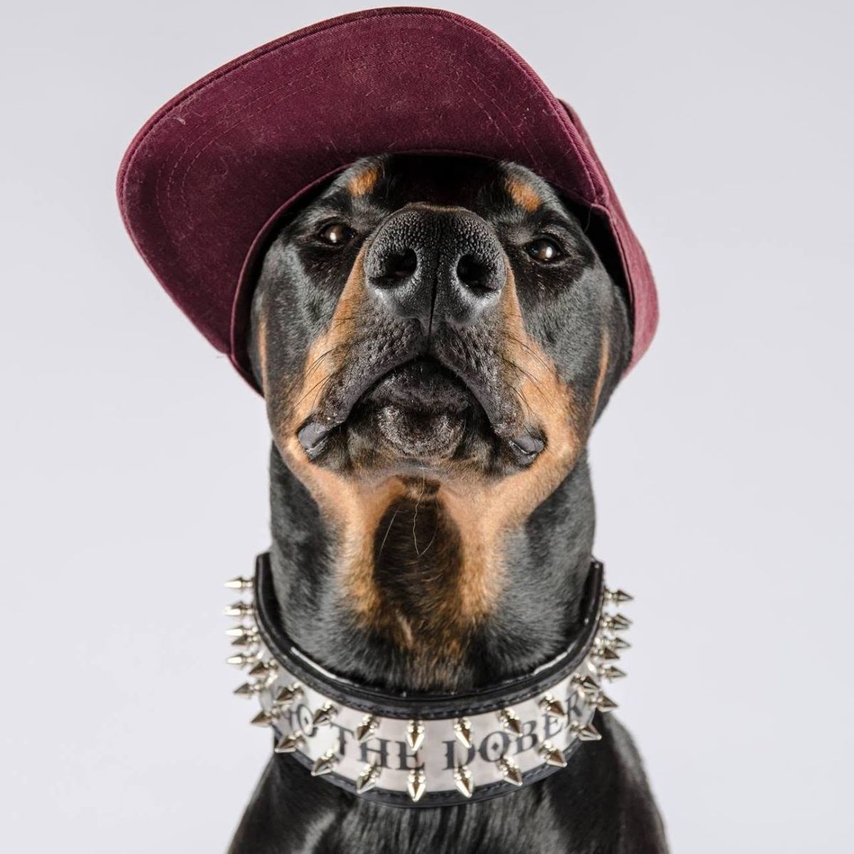 Bestia Dog Gear Coupons and Promo Code